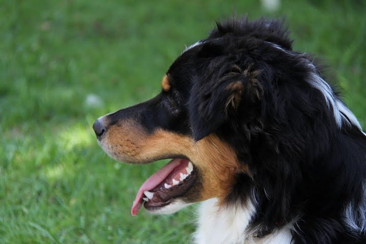 Gabye De La Melody Du Beuvron