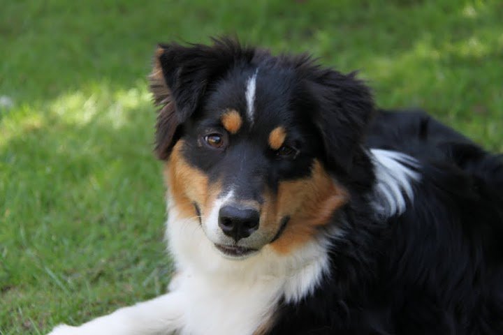 Gabye De La Melody Du Beuvron