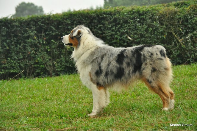 Guss du domaine de tanheiley