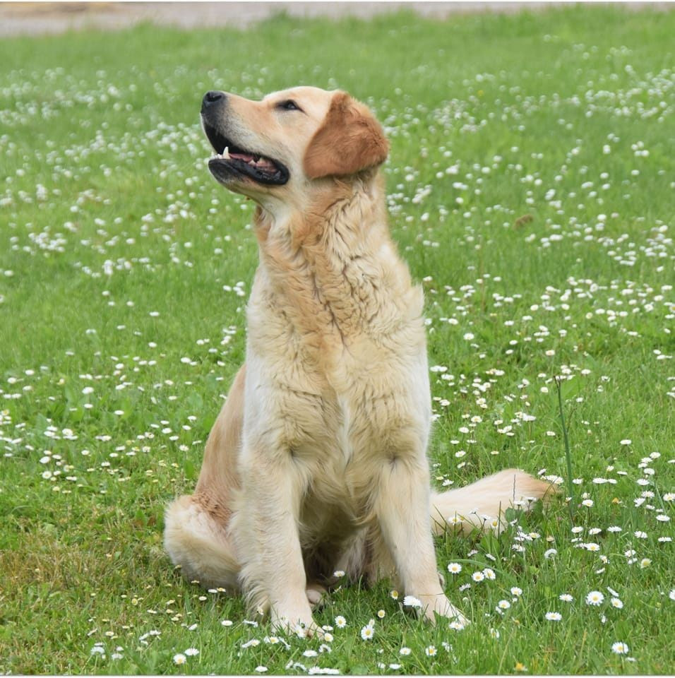 Tweeny des jardins d'Epona