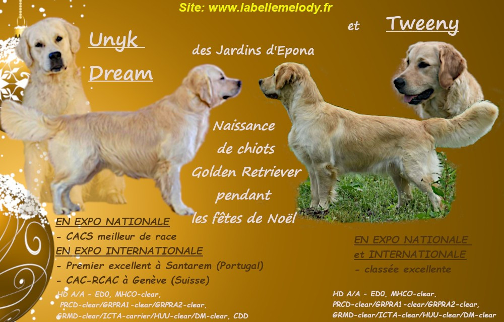 Des chiots attendus pour les fêtes de fin d'année