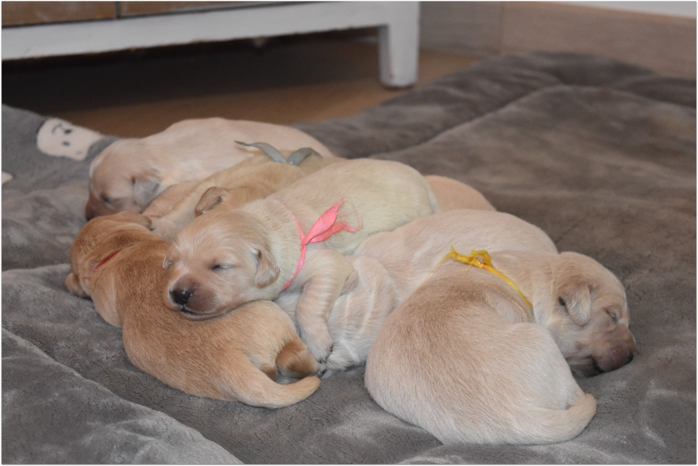 De La Belle Melody - Chiots disponibles - Golden Retriever