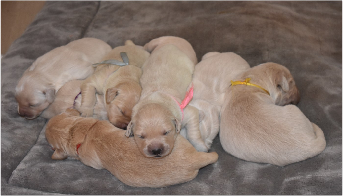 De La Belle Melody - Chiots disponibles - Golden Retriever