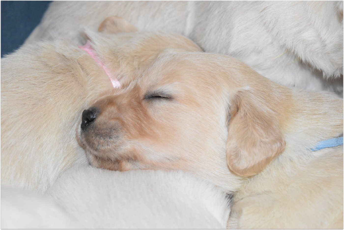 De La Belle Melody - Chiots disponibles - Golden Retriever