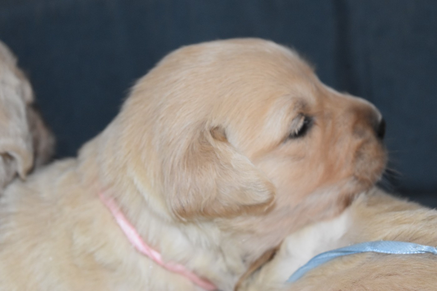 De La Belle Melody - Chiots disponibles - Golden Retriever