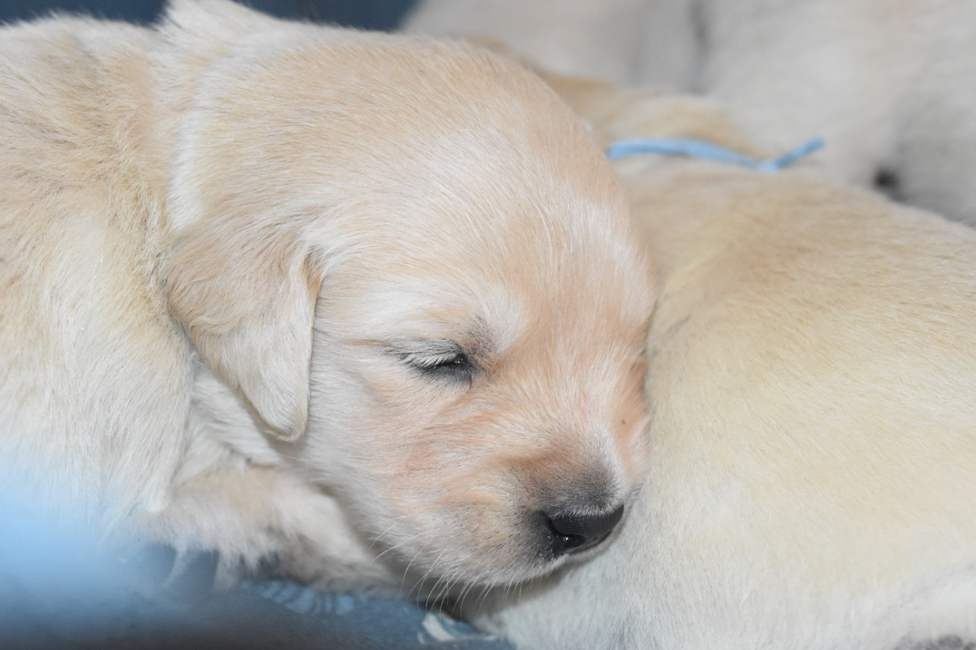 De La Belle Melody - Chiots disponibles - Golden Retriever