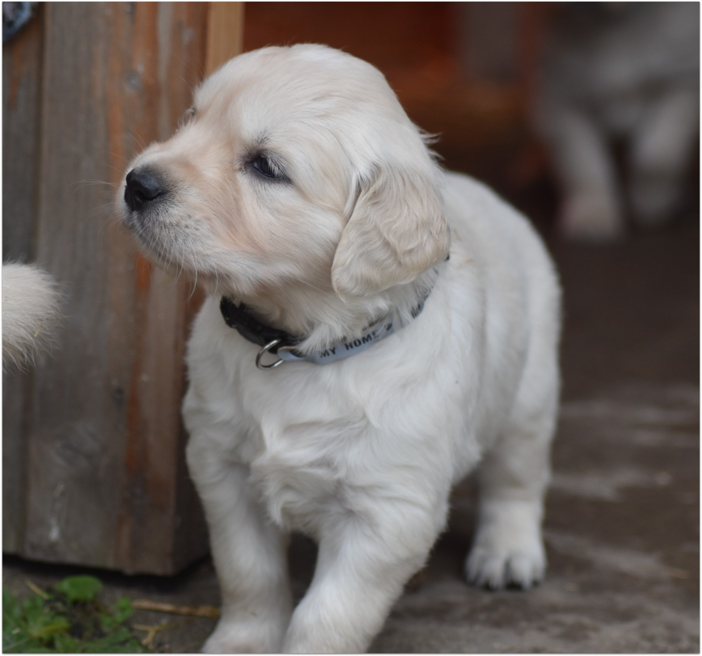 De La Belle Melody - Chiots disponibles - Golden Retriever