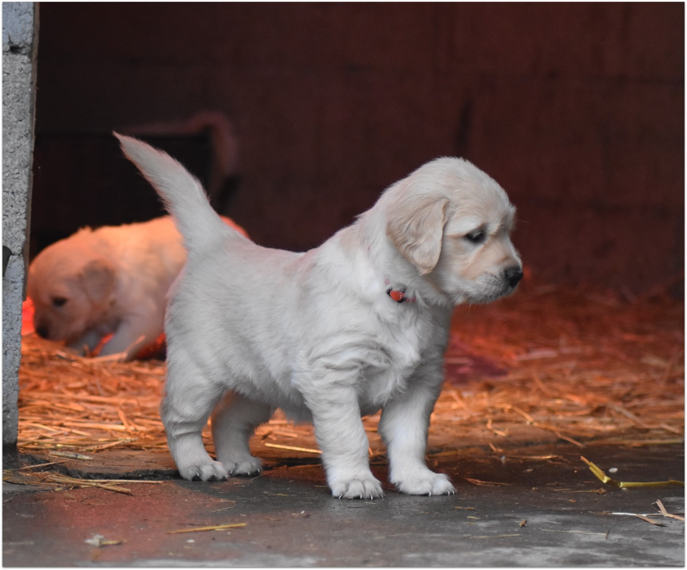 De La Belle Melody - Chiots disponibles - Golden Retriever