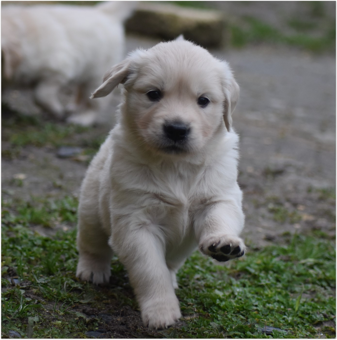 De La Belle Melody - Chiots disponibles - Golden Retriever