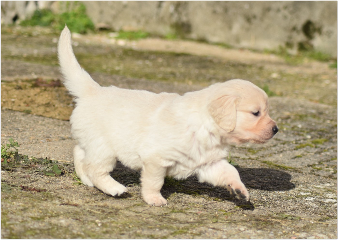 De La Belle Melody - Chiots disponibles - Golden Retriever