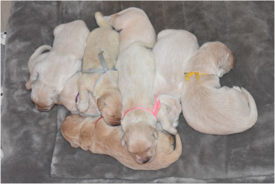 CHIOT 5